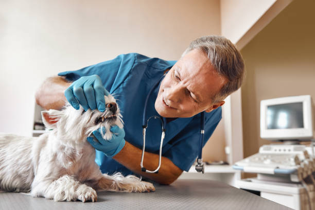 Best Emergency Denture Repair in Chamberlain, SD